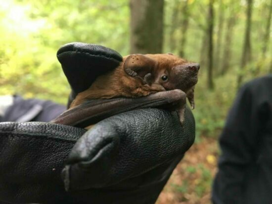 bat survey bat