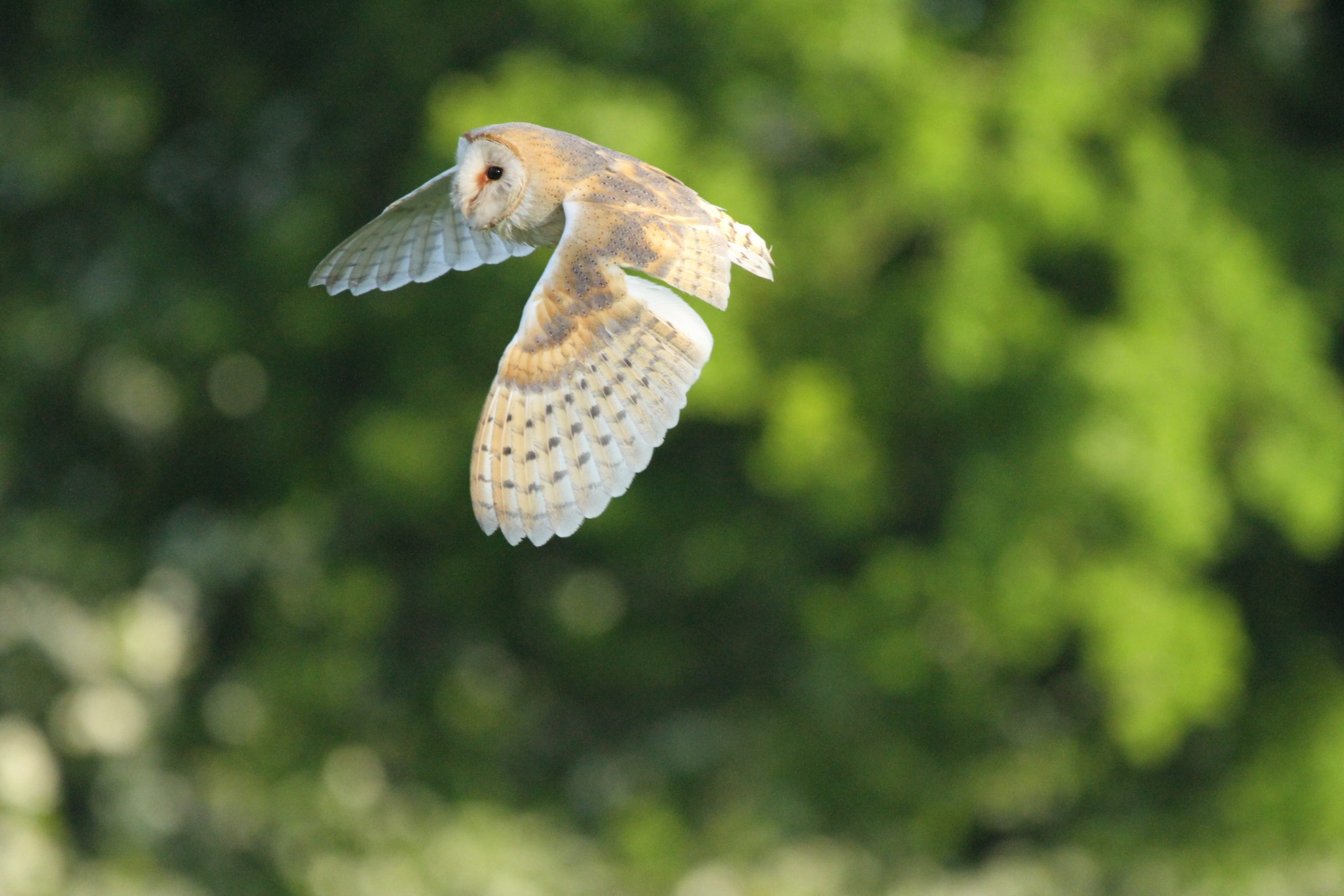 barn owl barn owl