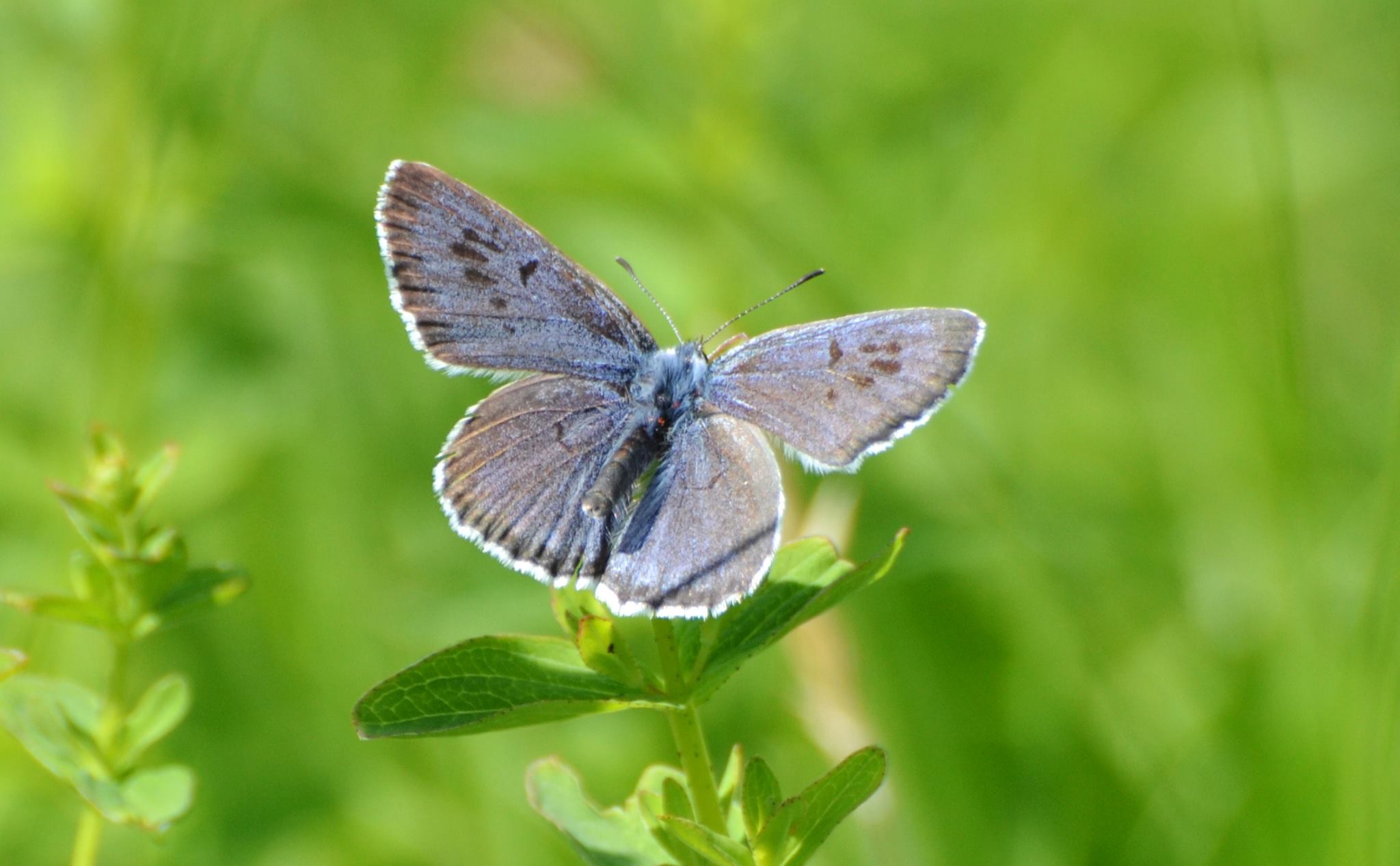 Biodiversity Net Gain (BNG) Changes 2026: The 0.2-Hectare Exemption and New Planning Rules Explained