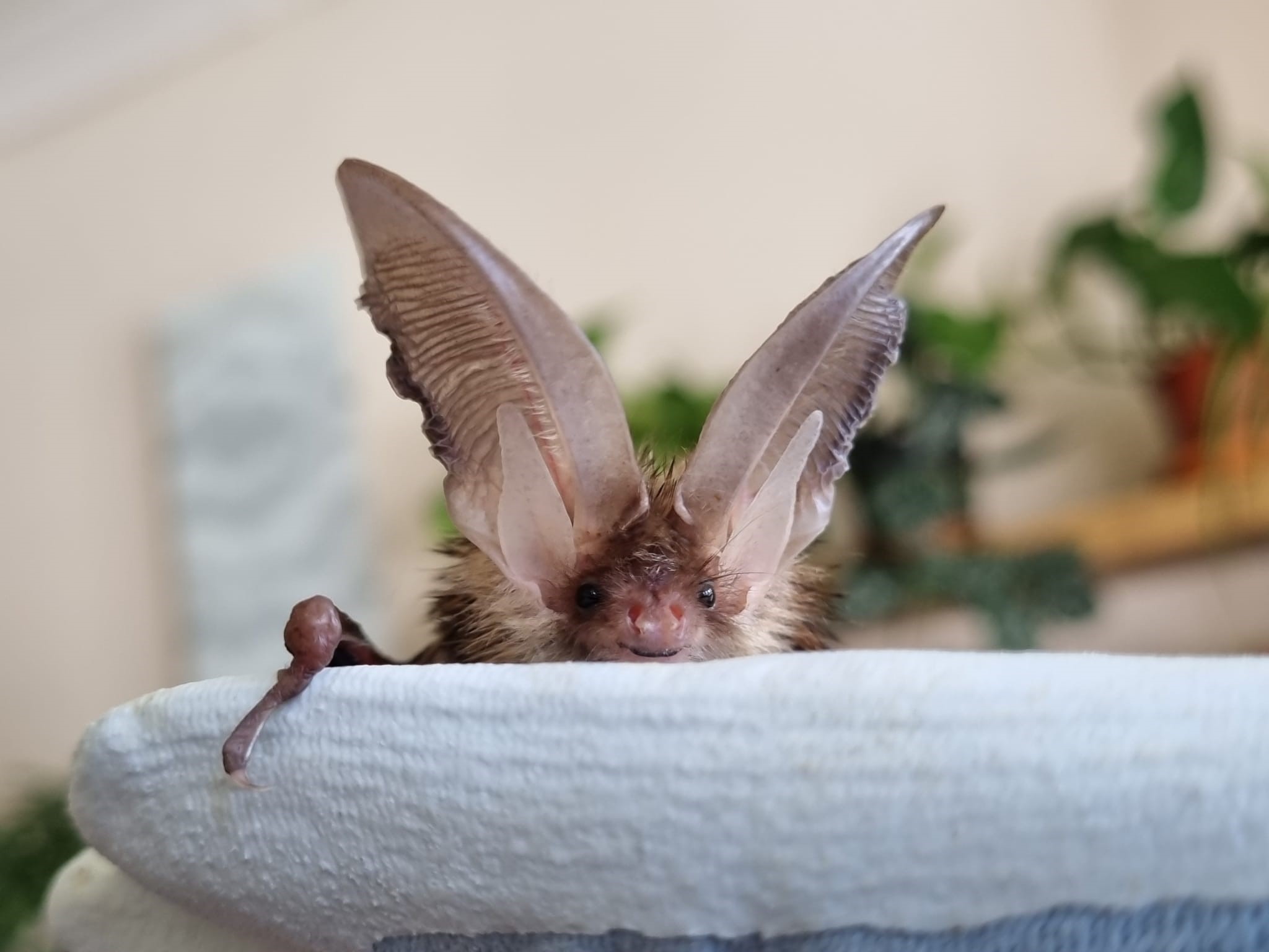 The Critical Role of Bat Surveys in UK Development Projects