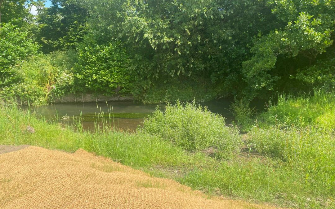 Water vole mitigation, River Frome