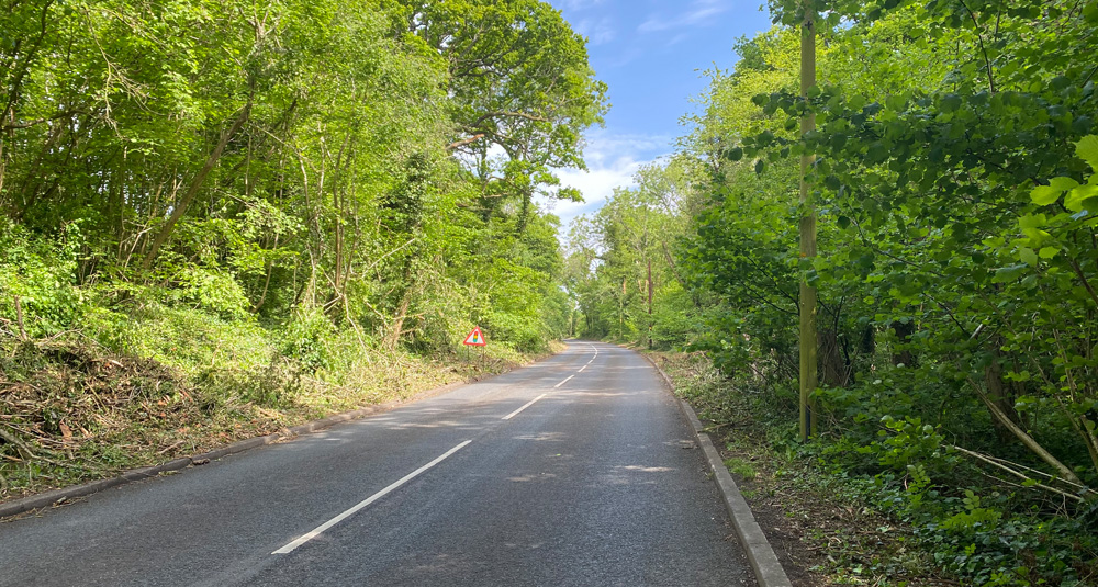 Ecological Support for Safe Tree Removal at Crick Road, Monmouthshire