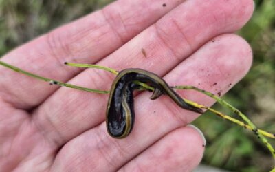 Non-Native Species: What Every Ecologist Needs to Know