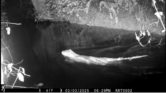 Otter Monitoring and Habitat Connectivity Across the River Thaw Catchment